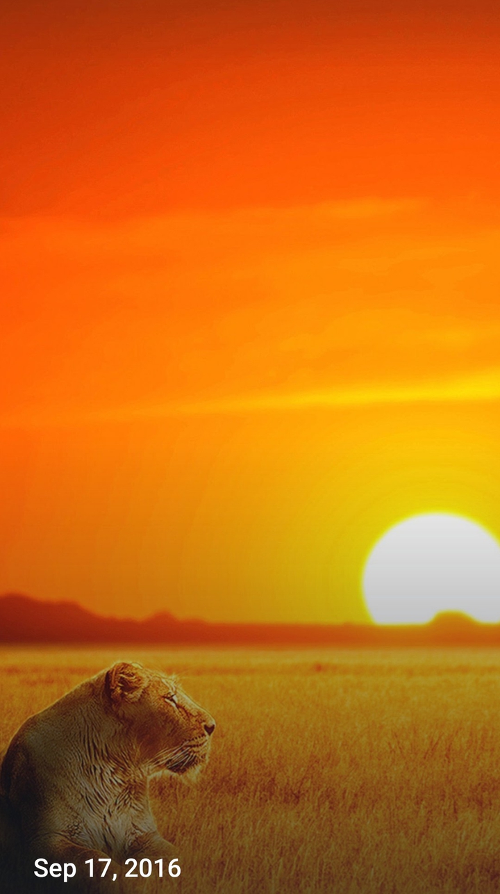 lion and sunset