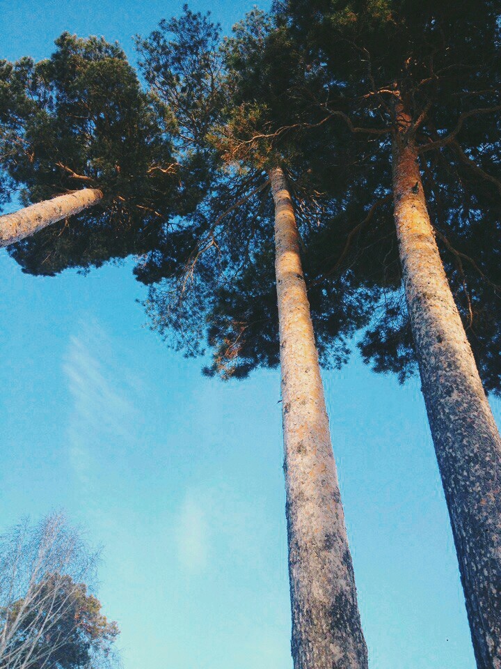 Trees