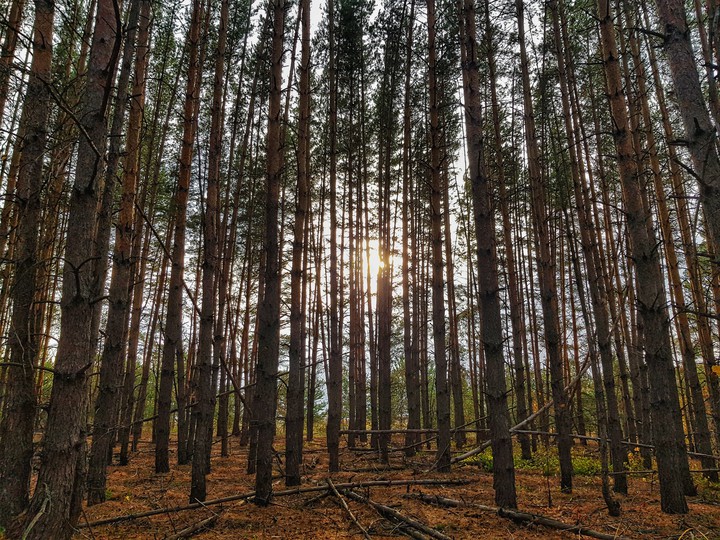 Forest
