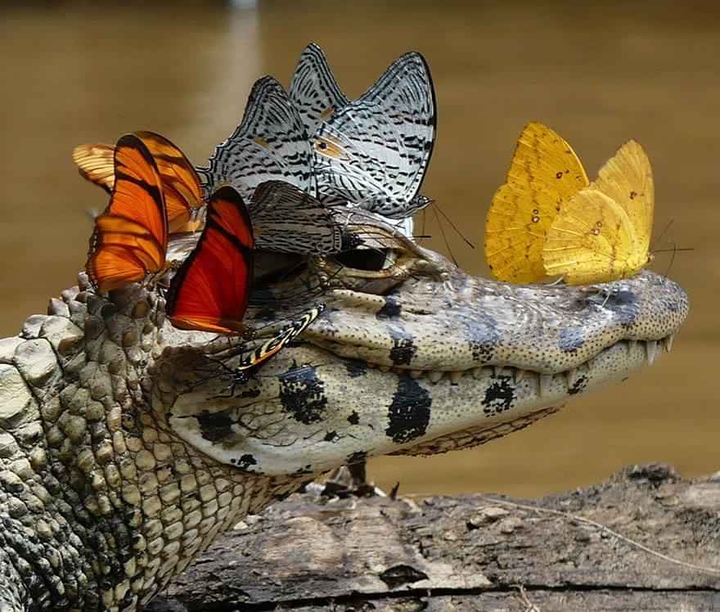 #Animal