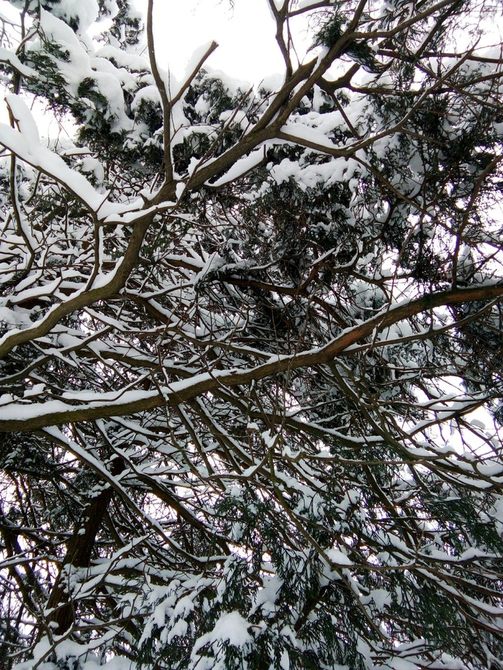 Tree&Snow