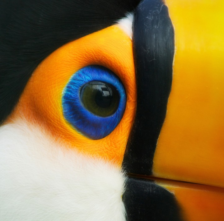 Beak