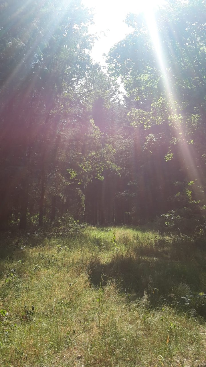 Magic of Forest