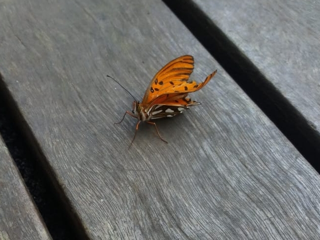 o pouso da borboleta