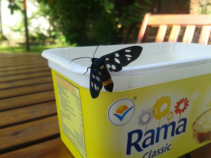 Rama