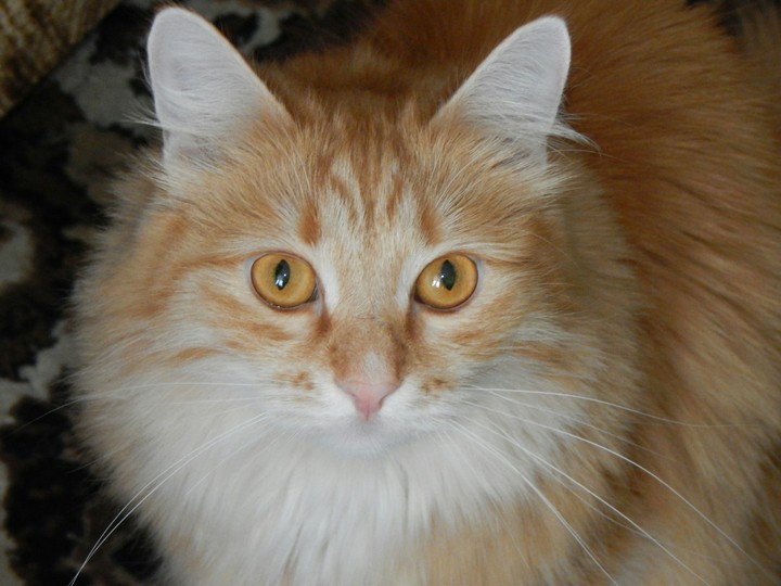 Mr. Cat