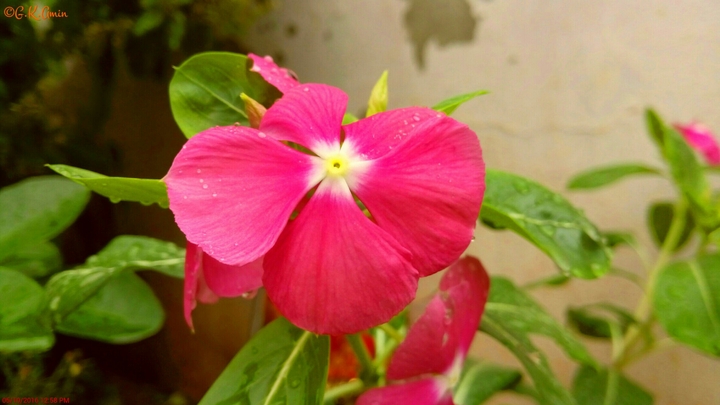 flower