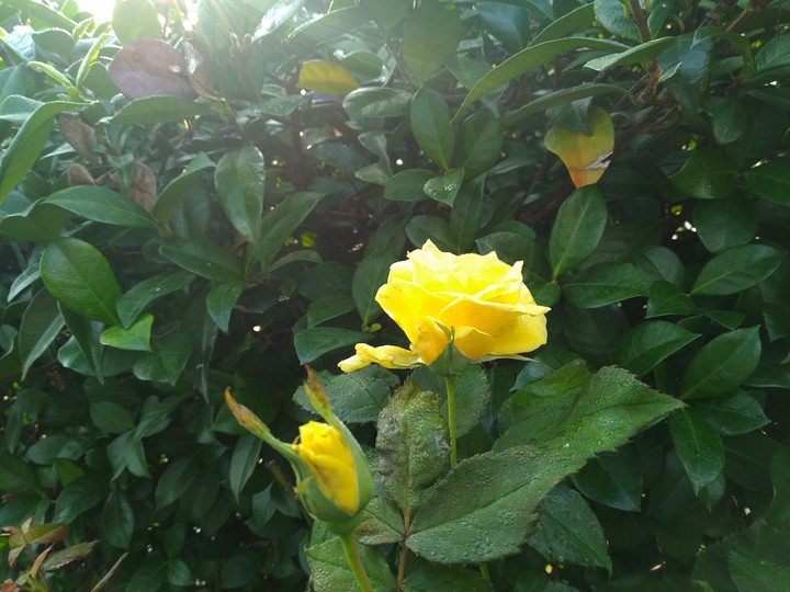 yellow rose
