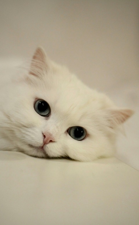 cute