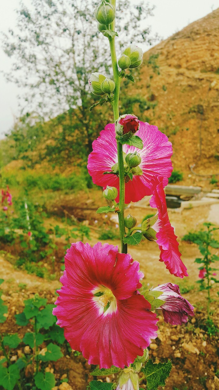 blooming
