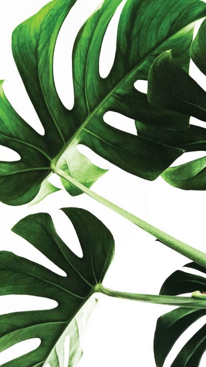leaf ?