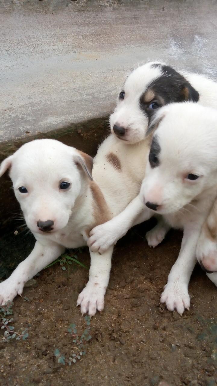 dogs...