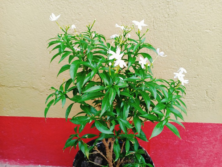 Blossom
