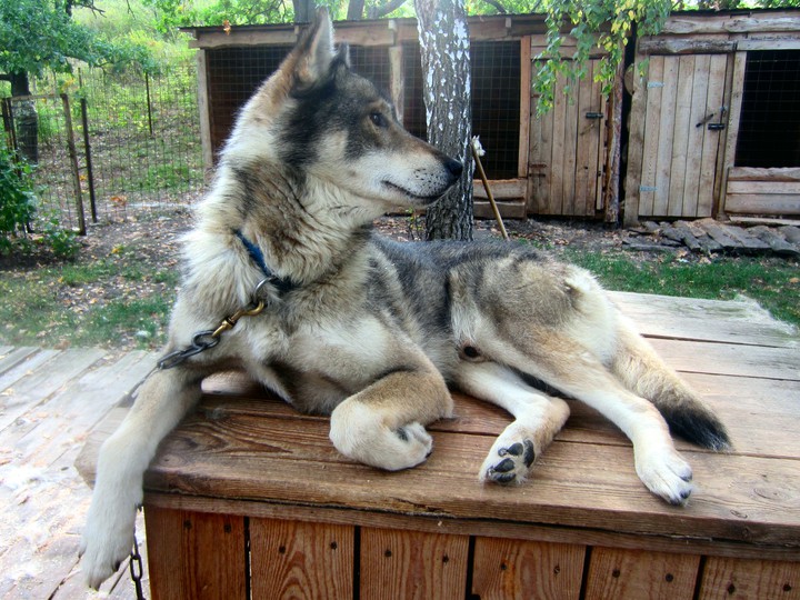 Dog Hasky