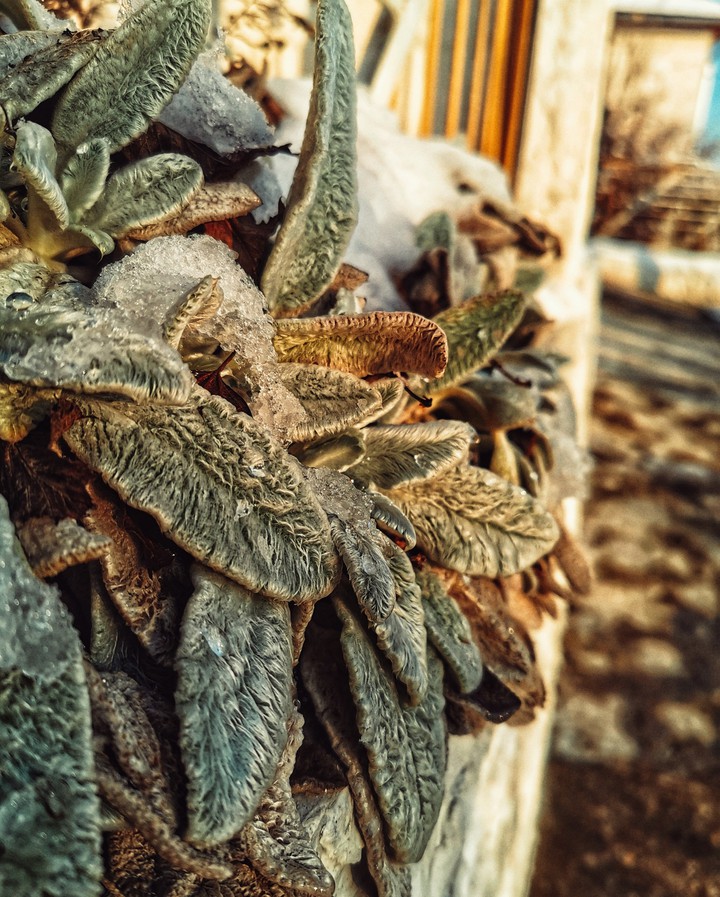 plant in the snow