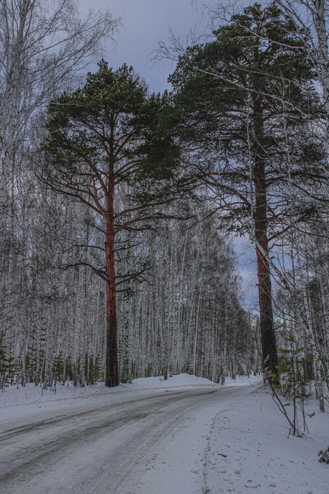 forest