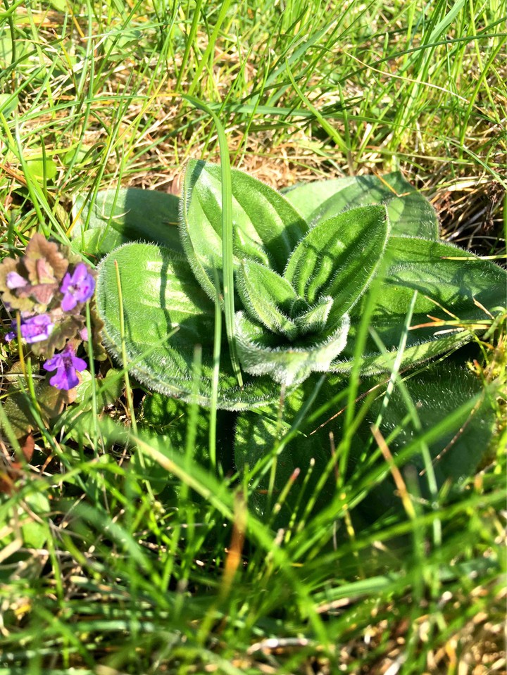 greens