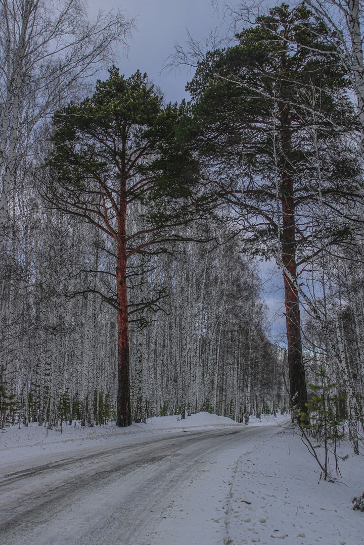 forest