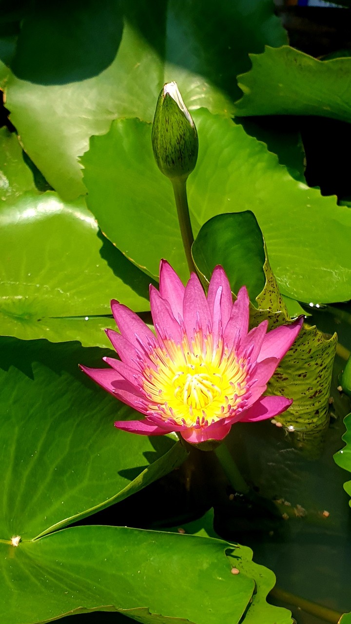 Lotus