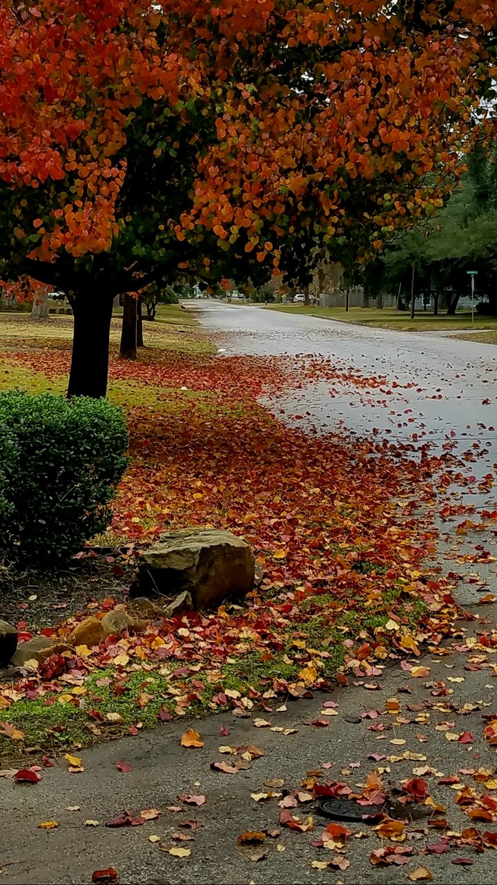 leaves_fallin'
