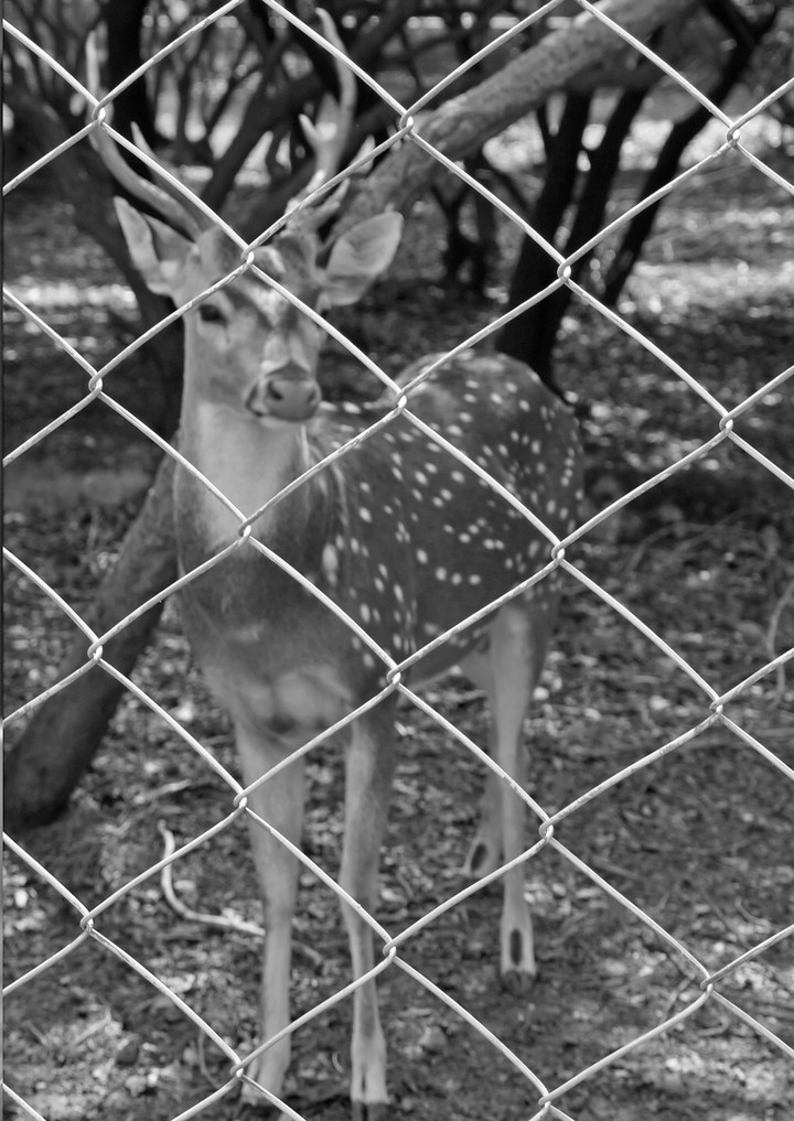 Chital