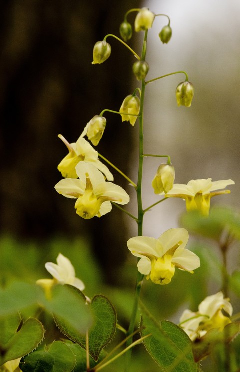 Epimedium sulfurum