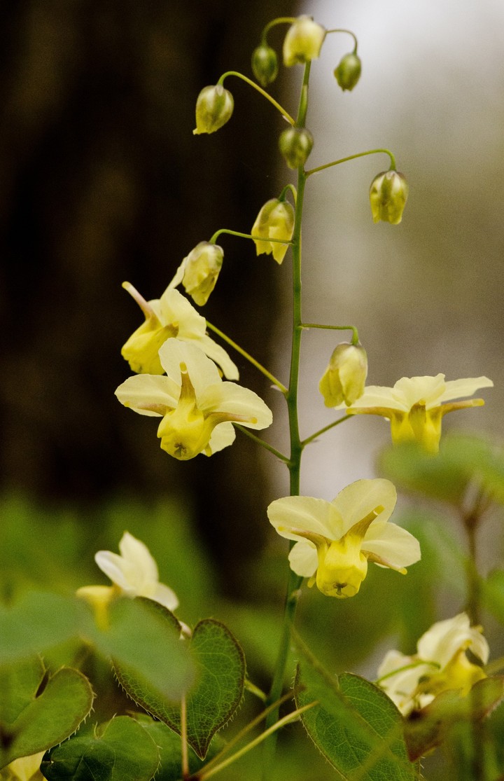 Epimedium sulfurum