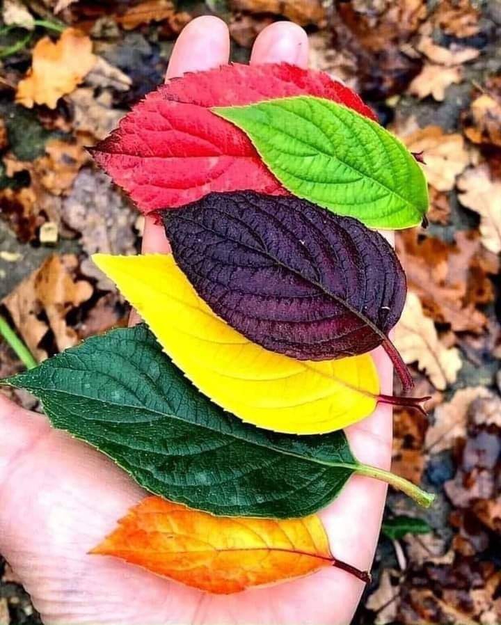 i love multi colors ♥️