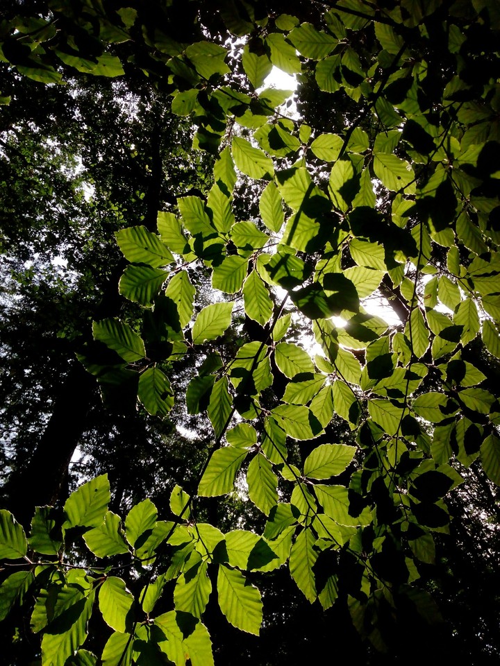 Sunlight