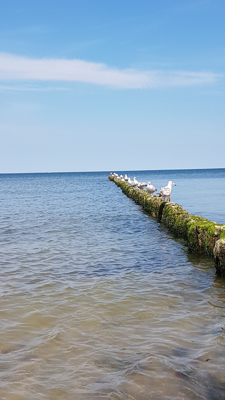 birds
