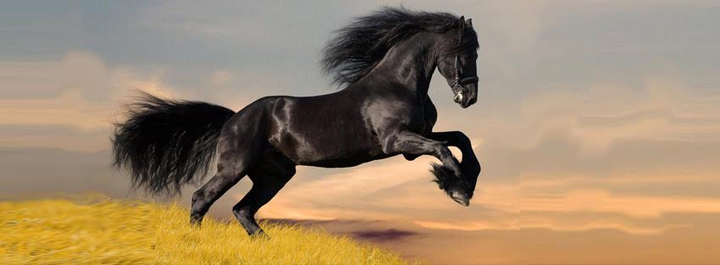 Horse. .Young black. .wowwww. .