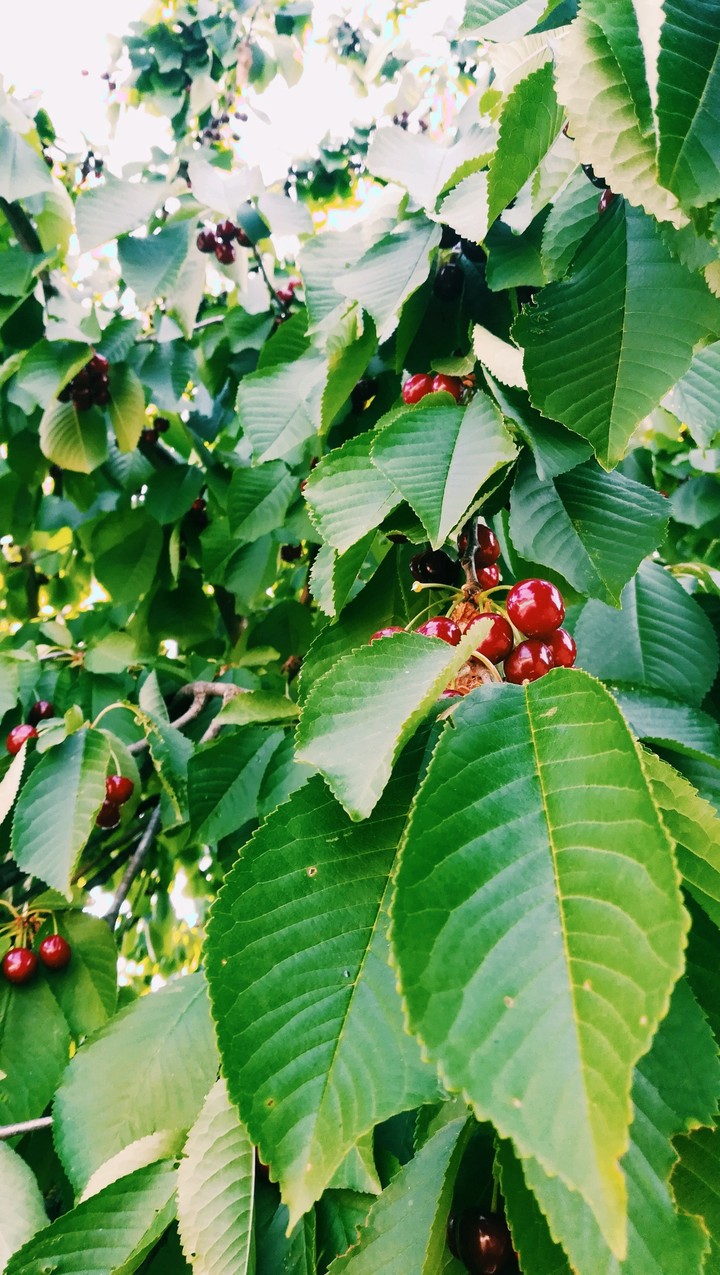 cherry