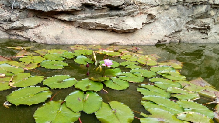 Nature,flower,blue lotus