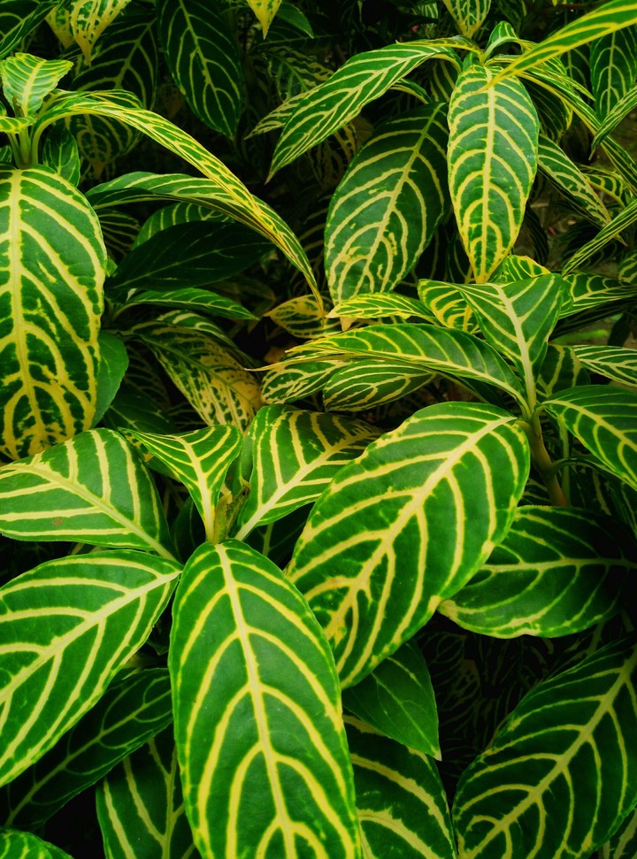 green leaf hd