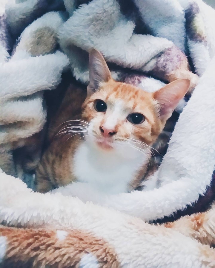 cat