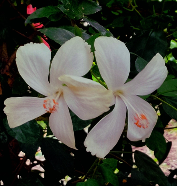 White Hibiscus