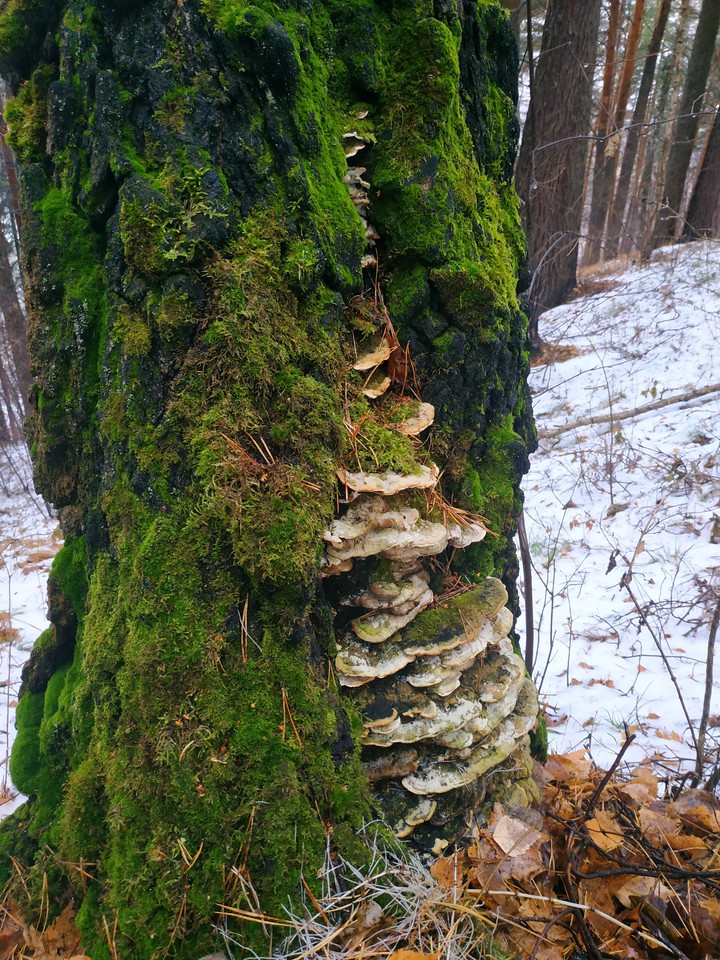 nature