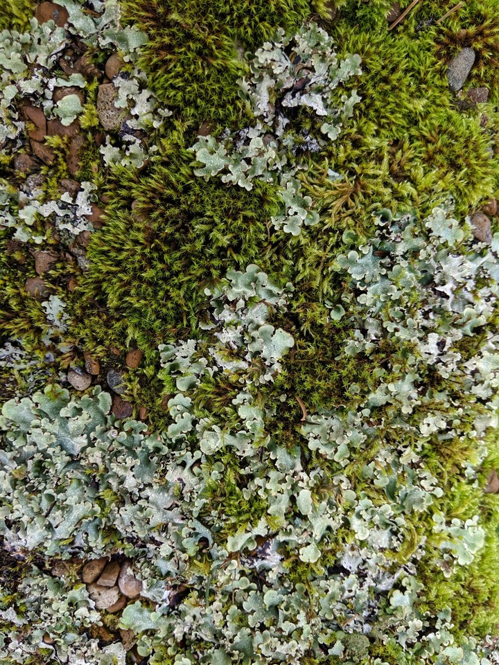 algae