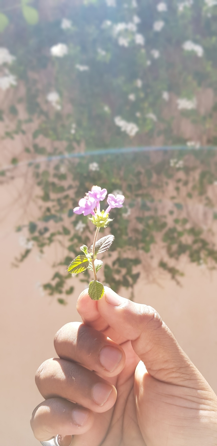 rose