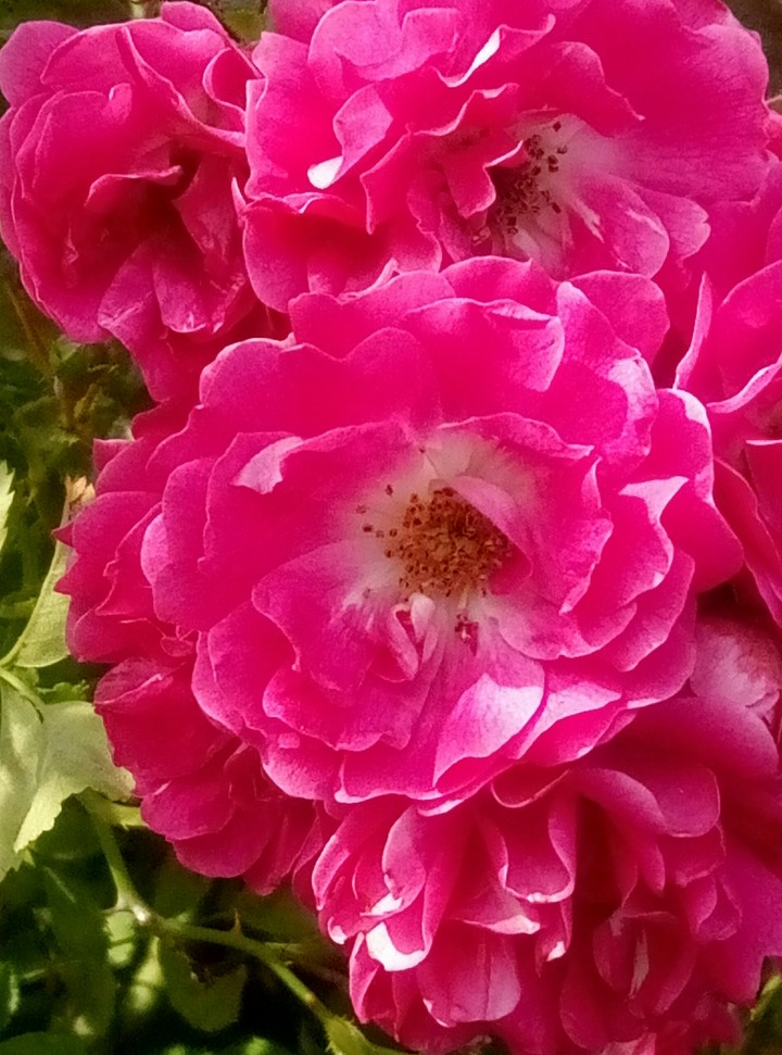 roses