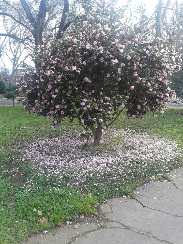 Sacramento