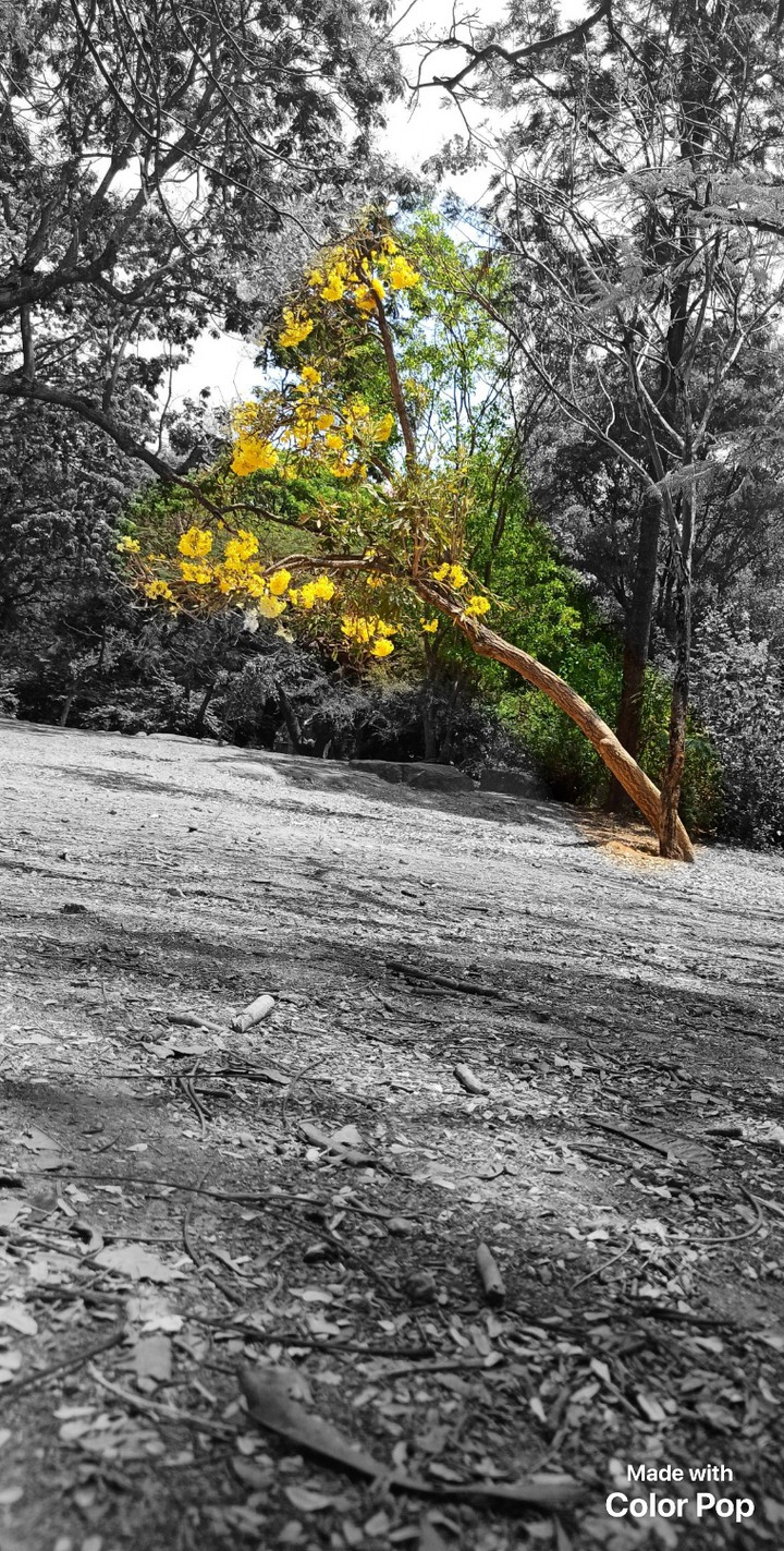 some life in black and white
