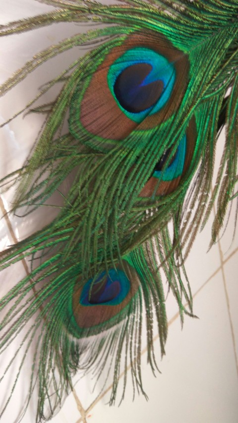 wings of peacock....