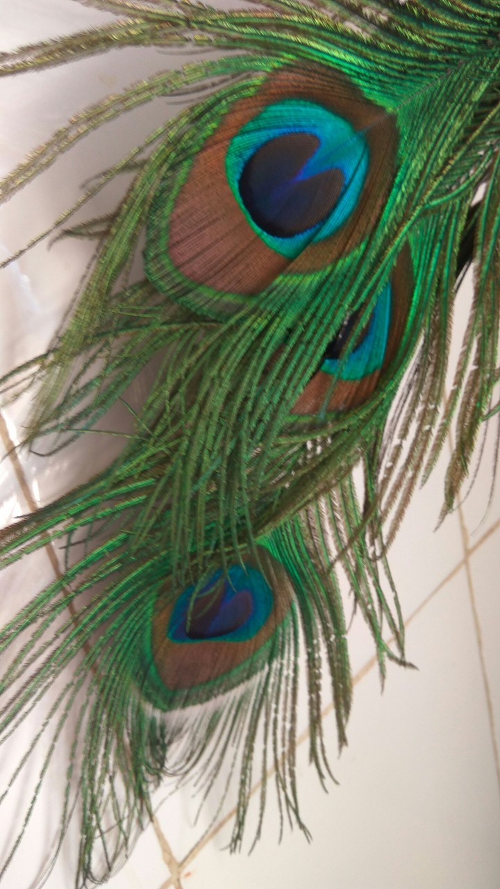 wings of peacock....