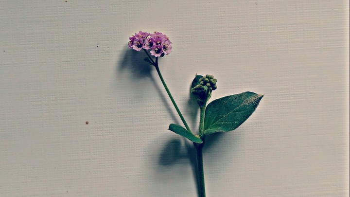 #Flower #click_on_motoXplay
