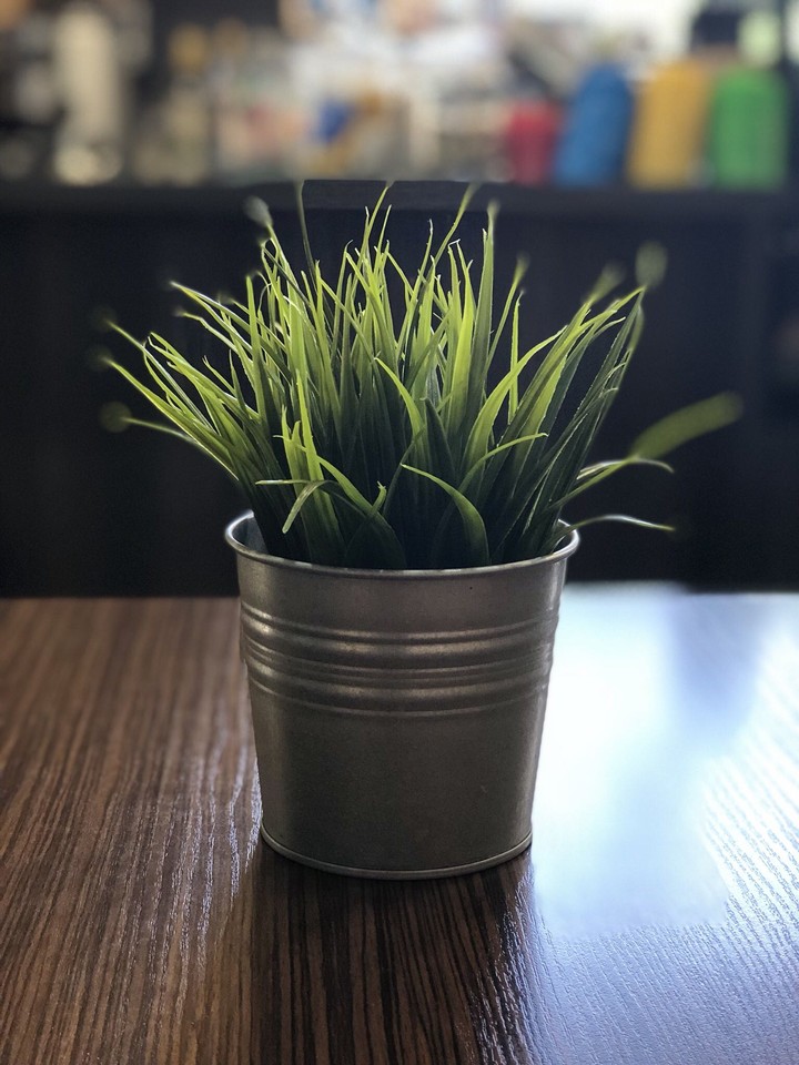 plant