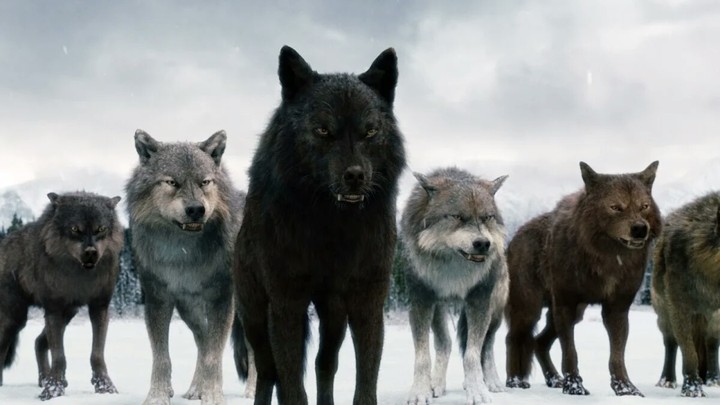#Wolfs