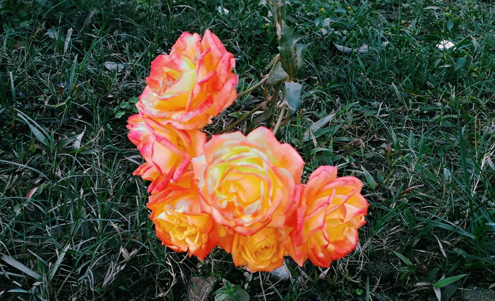 Rose