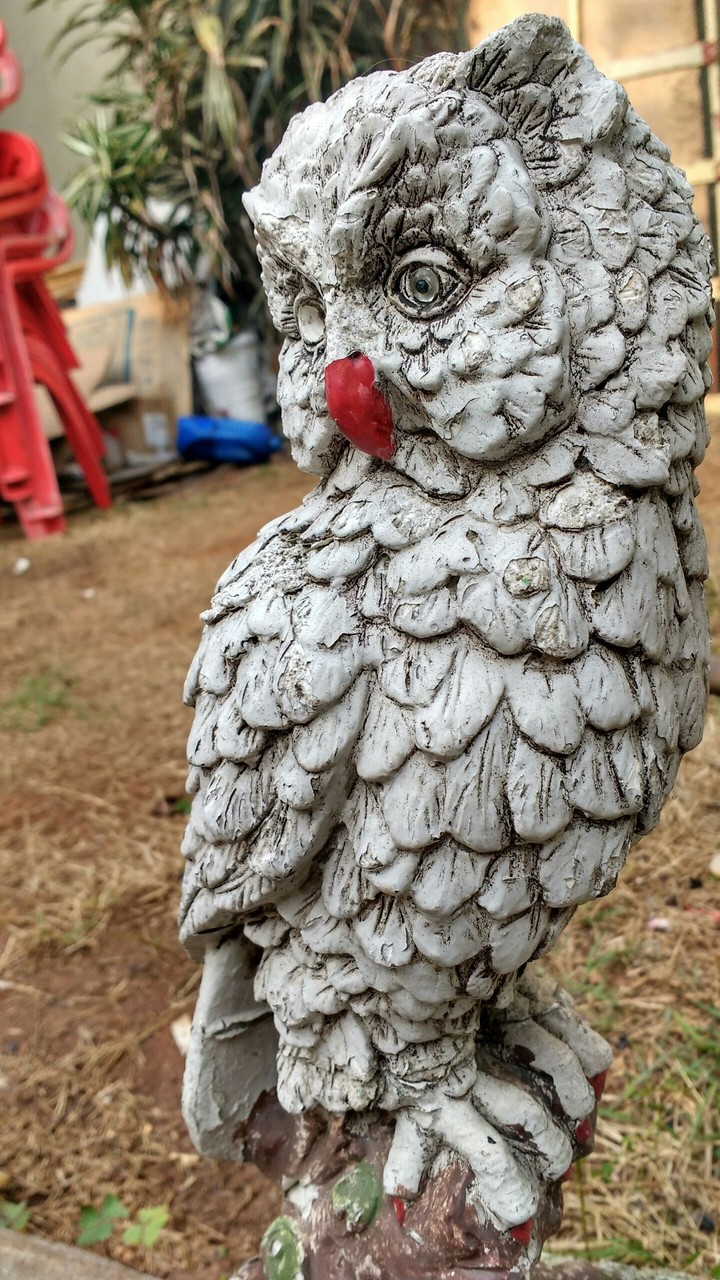 Owl