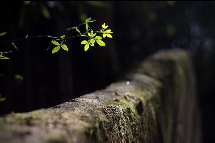 nature